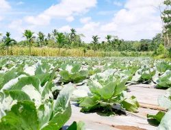 Petani Milenial sukses Menanam sayur kol dan tomat Asal Sumba, mari sukses bersama!!