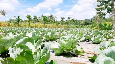 Petani Milenial sukses Menanam sayur kol dan tomat Asal Sumba, mari sukses bersama!!