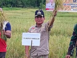 PJ BUPATI SIMEULUE MENGHADIRI PANEN PADI DI SILENGAS 