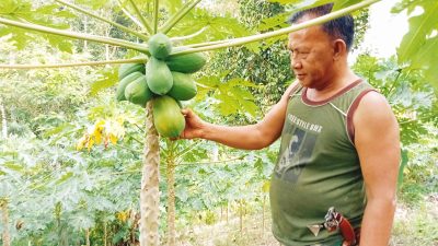 Bertani Pepaya California, Sangat Sukses banyak Meraup Keuntungan!