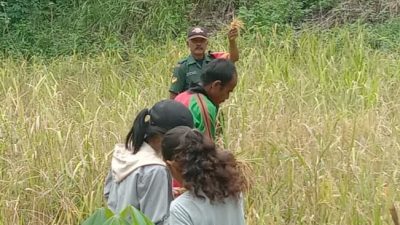 Babinsa Desa Rajaka Wilayah Koramil 1613-02 Walakaka, Sertu Gil Berto Dacosta Membantu Petani Panen Padi