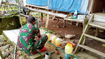 Wujudkan Ketahanan Pangan, Babinsa Koramil 1613-03 katikutana Usaha Ternak Ayam Broiler Bersama Masyarakat