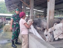 Sertu Rifqi Nur Fadzillah Babinsa Koramil 04, Bringin Sambangi Perternak Sapi Di Desa Binaan