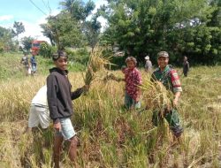 Babinsa Koramil 1613-01 Loli Ikut Panen Ke Sawah Bersama Petani Desa Tanarara Kabupaten Sumba Barat