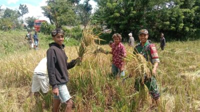 Babinsa Koramil 1613-01 Loli Ikut Panen Ke Sawah Bersama Petani Desa Tanarara Kabupaten Sumba Barat