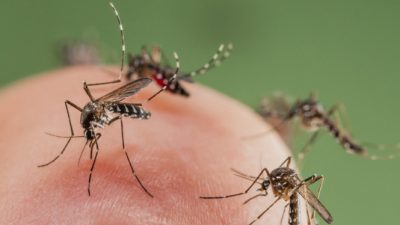 Ribuan Nyamuk yang Tak Lazim menyerang Pemukiman Desa Mandalasari kecamatan Sragi