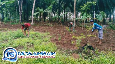 Memperkuat Ketahanan Pangan, Babinsa Kodim 0421/Ls Bantu Petani Tanam Kacang Tanah!! 