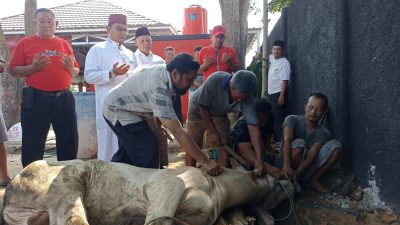 Rayakan Idul Adha DPC PDI Perjuangan Kabupaten Lampung Selatan Bagikan Daging Kurban