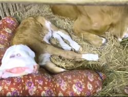 Anak Sapi Lahir Dengan Empat Mata, Dua Mulut Dan Empat Hidung Hebohkan Warga, Disini Tempatnya