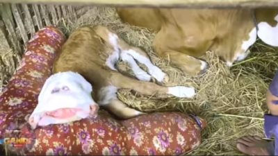 Anak Sapi Lahir Dengan Empat Mata, Dua Mulut Dan Empat Hidung Hebohkan Warga, Disini Tempatnya