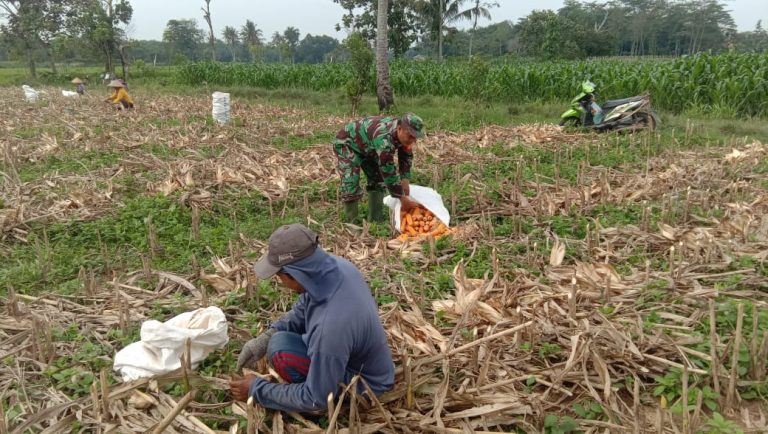 Wujudkan Kepedulian Kodim 0421 Lamsel Bantu Warga Panen Jagung, Dukung Ketahanan Pangan