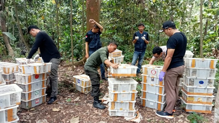 Hasil di Gagalkan 1 Unit Truck Pengirim Burung ke Jawa, Anggota BKSD Lepas Liarkan Ribuan Jenis!!