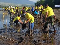 Asdp Tanam Ribuan Pohon Mangrove, Untuk Menjaga Eko Sistem Abrasi laut