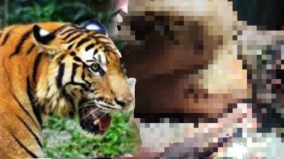 Geger Warga Suoh Lampung diterkam Harimau, Saat Pergi Kekebun