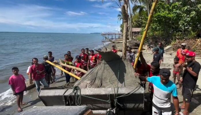 Bangkai Ikan Mola-Mola di Pantai Sembor Nabire Papua, Dikuburkan Lanal Gabungan