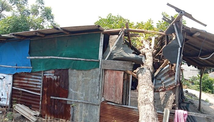 Brug, Saat Tidur Lelap Pohon Kedondong Roboh Menimpa Rumah Nenek Sebatang Kara di Bakauheni